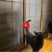 gatto chiuso fuori