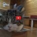 Il gatto Maru vuole entrare nella scatola: la sua soluzione vi stupirà! [VIDEO]