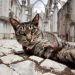 gatto chiesa