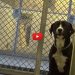 Il cane non trattiene l'emozione quando capisce di essere stato adottato [VIDEO]