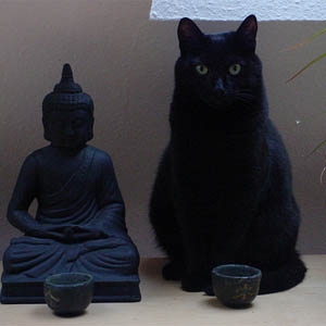 10 regole zen per vivere come un gatto