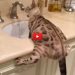 gatto rubinetto