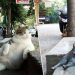 Dopo la morte, il gatto Tombili si è meritato una statua