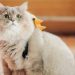 bone bone cat