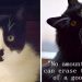 Famiglia Gatto