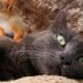 scoiattoli