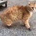 Grazie a quattro zampe artificiali il gatto Ryzhik è tornato a camminare