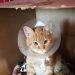 Gatto Tigro