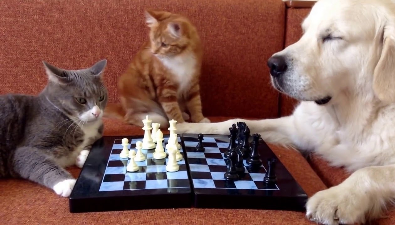 Relaxdays Gioco Interattivo per Cani e Gatti, a Forma di Osso