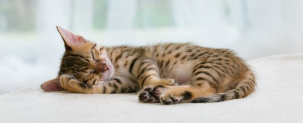 Il Gatto Dorme Sopra Di Me