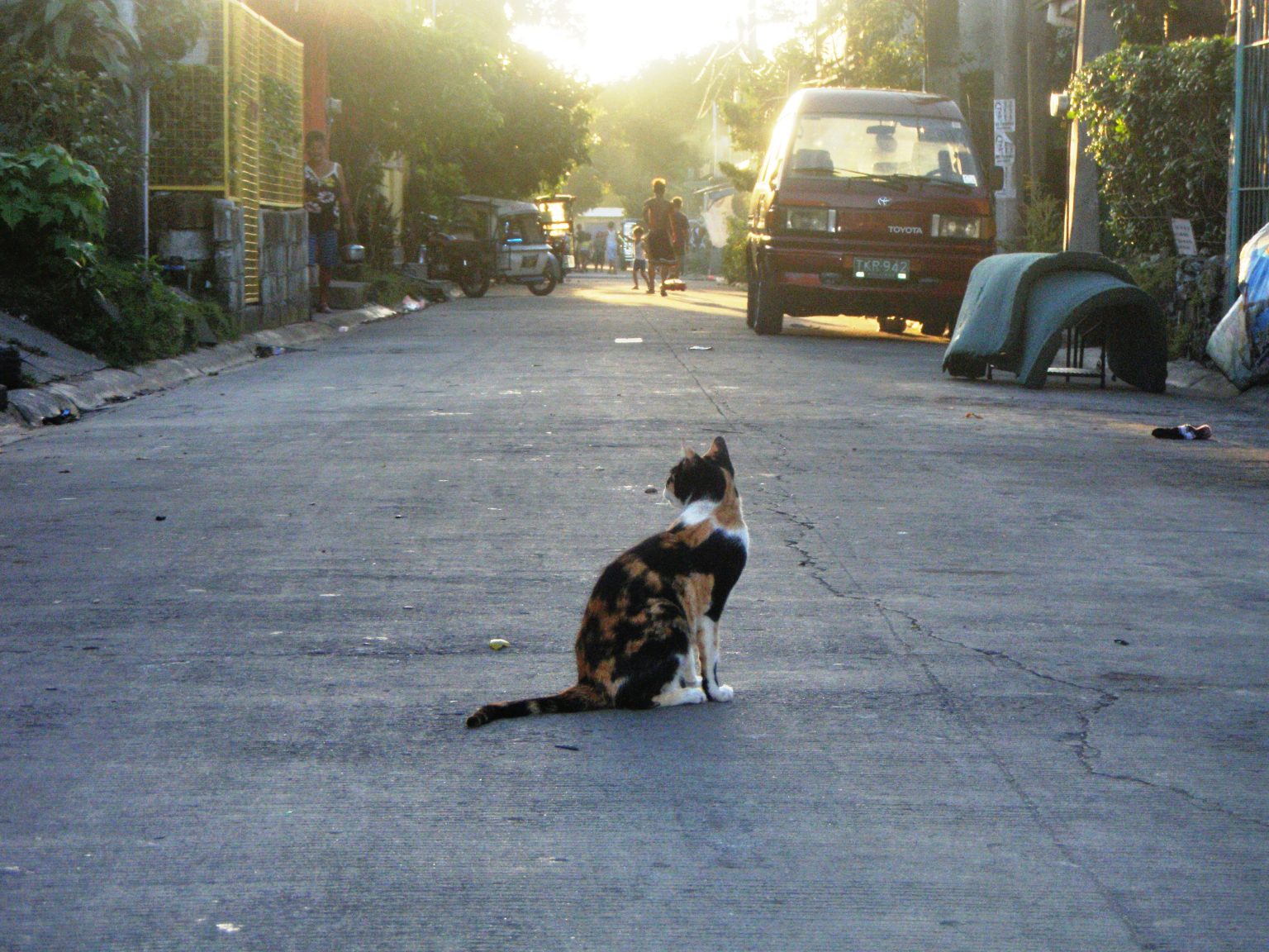 Dove Vanno I Gatti Quando Spariscono