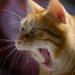 La faticosa vita dei gatti quando non sbadigliano [VIDEO]