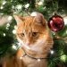 Un albero di Natale a prova di gatto? Usate gli agrumi!